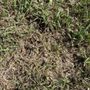 Byrd's Lawn & Landscape