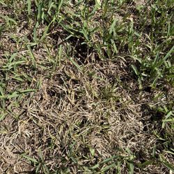 Byrd's Lawn & Landscape - Dead/Dying grass