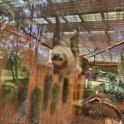 Sloth!
