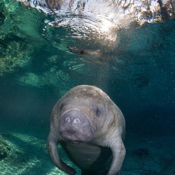Manatee Fun Tours - Am I Pretty Or What?? - Tours Near Me - Crystal River, Florida Manatee Fun Tours - Am I Pretty Or What?? - Tours Near Me - Crystal River, Florida