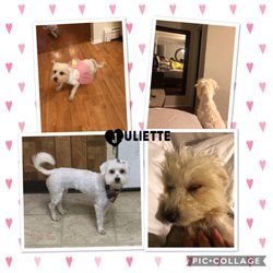 Michael's Pack Dog Training Center - transformed from post rescue to her first grooming