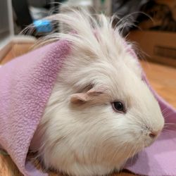 Animal Assisted Therapy Program of Colorado - Coconut