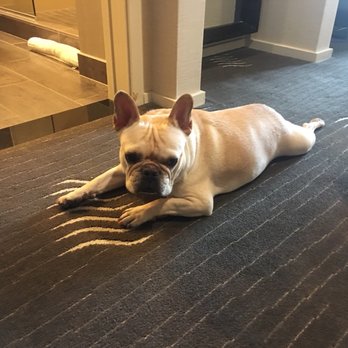 Kimpton Palomar Hotel Phoenix Cityscape - Pet friendly hotel and this cutie pie loved tagging along for the ride - Hotels Near Me - Phoenix, Arizona