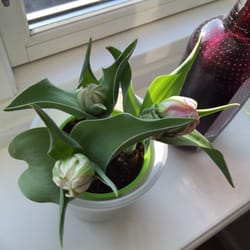 Tulipaner