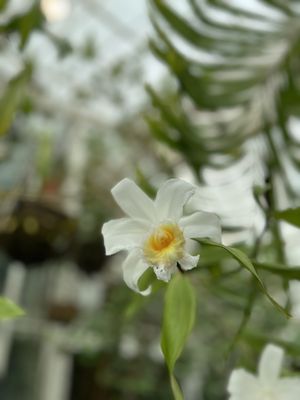 Conservatory of Flowers by null