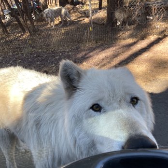 Bearizona - Zoos Near Me - Williams, Arizona Bearizona - Zoos Near Me - Williams, Arizona