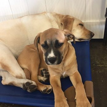Crate Escape - New sisters, Pilot and Twix 3 - Pet Groomers Near Me - Belmont, Massachusetts