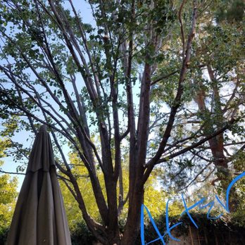 Terry's Tree Service - After - Tree Services Near Me - Livermore, California Terry's Tree Service - After - Tree Services Near Me - Livermore, California