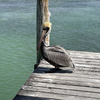 Lazy Days Restaurant - Seafood Near Me - Islamorada, Florida Lazy Days Restaurant - Seafood Near Me - Islamorada, Florida