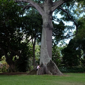Foster Botanical Garden - Maggie's favorite tree. - Botanical Gardens Near Me - Honolulu, Hawaii Foster Botanical Garden - Maggie's favorite tree. - Botanical Gardens Near Me - Honolulu, Hawaii