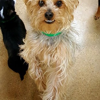 Wuf Pet Resort & Spa - Hercules! Smiling for the camera - Pet Groomers Near Me - Irving, Texas Wuf Pet Resort & Spa - Hercules! Smiling for the camera - Pet Groomers Near Me - Irving, Texas