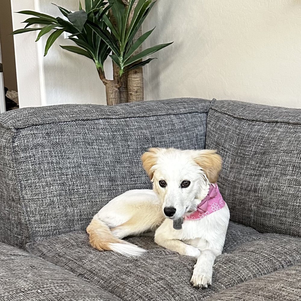 Pin Up Pets - Pet Groomers Near Me - Chandler, Arizona Pin Up Pets - Pet Groomers Near Me - Chandler, Arizona