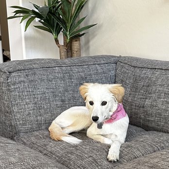 Pin Up Pets - Pet Groomers Near Me - Chandler, Arizona