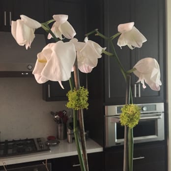 Blooming Vase - my dead plants (2 weeks after picking up) - Florists Near Me - Burlingame, California Blooming Vase - my dead plants (2 weeks after picking up) - Florists Near Me - Burlingame, California
