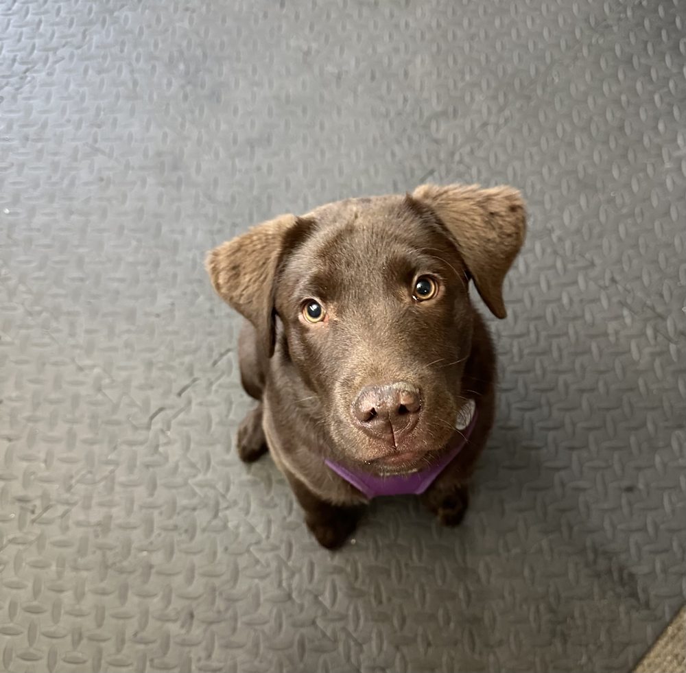 RUFF & FLUFF PET SALON Updated September 2024 13 Photos 40810 N