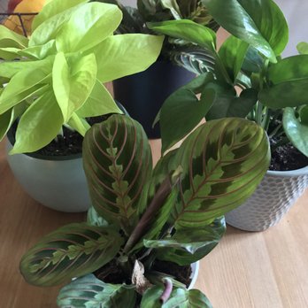 Rudy's Plants - Picked up these plants on Saturday morning. Such beauties! - Nurseries & Gardening Near Me - Los Angeles, California Rudy's Plants - Picked up these plants on Saturday morning. Such beauties! - Nurseries & Gardening Near Me - Los Angeles, California