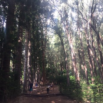 Kuliouou Ridge Trail - 01.11.18 trees - Hiking Near Me - Honolulu, Hawaii Kuliouou Ridge Trail - 01.11.18 trees - Hiking Near Me - Honolulu, Hawaii