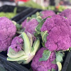 Sarasota Farmers Market