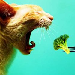 Energizing Nutrition - Mr. Kitty loves his broccoli :)