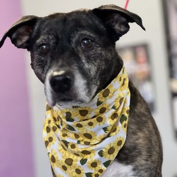 Wizard of Pawz - All Pretty - Pet Groomers Near Me - Carson City, Nevada Wizard of Pawz - All Pretty - Pet Groomers Near Me - Carson City, Nevada