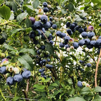 Mountainview Blueberry Farm - Pick Your Own Farms Near Me - Snohomish, Washington Mountainview Blueberry Farm - Pick Your Own Farms Near Me - Snohomish, Washington