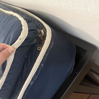 The Capitol - Bed bugs and mold on beds - University Housing Near Me - Tallahassee, Florida The Capitol - Bed bugs and mold on beds - University Housing Near Me - Tallahassee, Florida