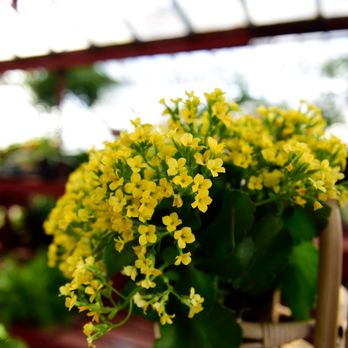 Evergreen Garden - Nurseries & Gardening Near Me - San Antonio, Texas