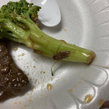 New China Restaurant - COCK ROACH in broccoli beef - Chinese Near Me - Manteca, California New China Restaurant - COCK ROACH in broccoli beef - Chinese Near Me - Manteca, California