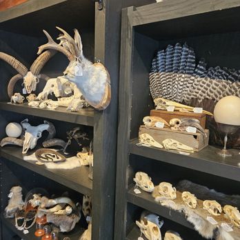 Natural Selection - Taxidermy Near Me - Reno, Nevada