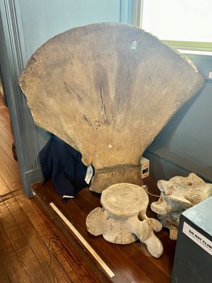 The Whale Museum by null