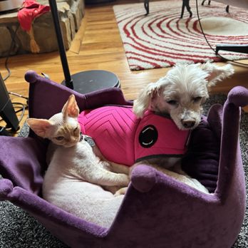 Kurakats - Oliver was found sleeping on top of our pooch. - Pet Adoption Near Me - Fleetwood, North Carolina Kurakats - Oliver was found sleeping on top of our pooch. - Pet Adoption Near Me - Fleetwood, North Carolina