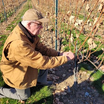 Six Wicket Vineyards - Ed, the owner, talking through the pruning process - Wineries Near Me - Myersville, Maryland