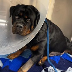Pleasant Plains Animal Hospital