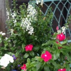 All Seasons Nursery & Landscaping