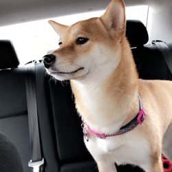 Pert 'N' Pretty Dog And Cat Grooming - Scully my shiba