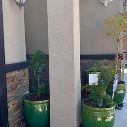 6/5/2023: I picked up the matching ceramic pot at Folsom Green Acres Nursery! 6/5/2023: I picked up the matching ceramic pot at Folsom Green Acres Nursery!