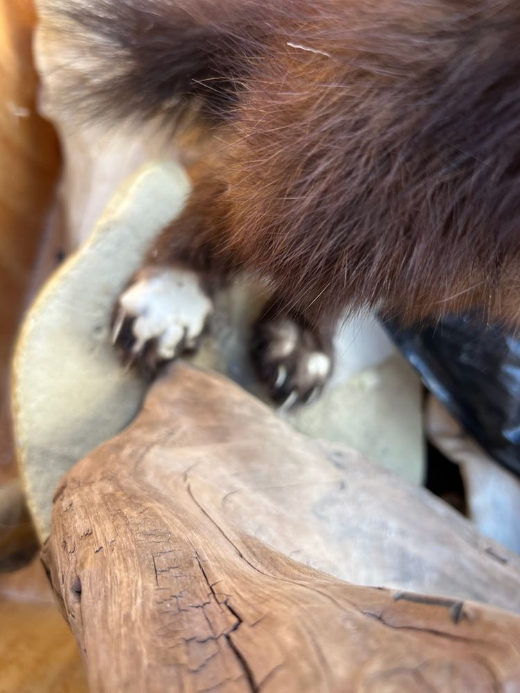 Wild Images In Motion - taxidermy in Savage, MN