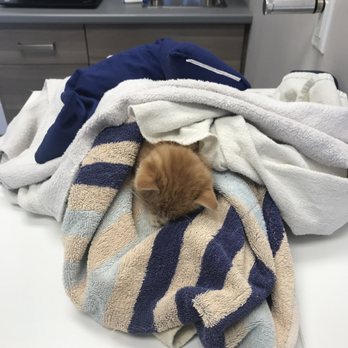 Cat Clinic - Simba receiving immediate veterinarian attention - Veterinarians Near Me - Guelph, Ontario