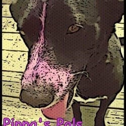 Pippa's Pals Pet Care