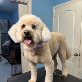 Bubbles Pet Grooming - Pet Groomers Near Me - Miami, Florida Bubbles Pet Grooming - Pet Groomers Near Me - Miami, Florida