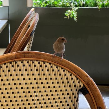 Bistro Du Jour - French Near Me - Washington, DC, District of Columbia Bistro Du Jour - French Near Me - Washington, DC, District of Columbia