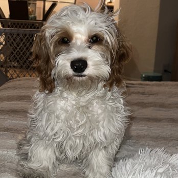 Tailwaggers - Before - Pet Groomers Near Me - Las Vegas, Nevada