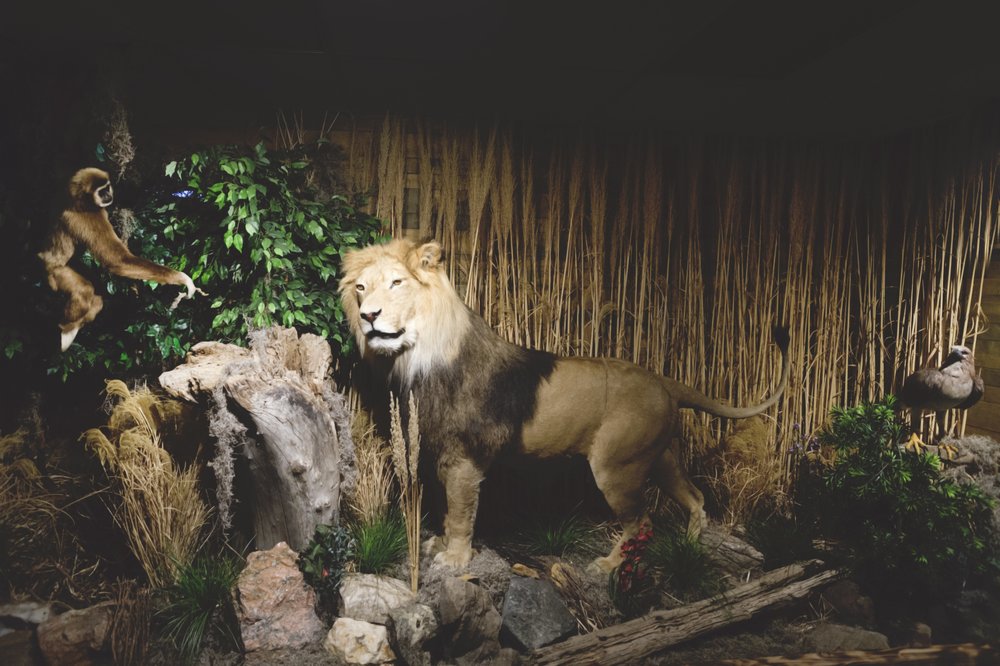 3D Custom Creations - taxidermy in Denver, CO