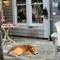 Carolina Moon Gallery - Outside / Exterior of shop with Snow, the owner's sweet gentle dog, keeping a (sleepy) watchful eye lol. Tiny shop PACKED with treasures!
