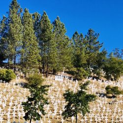 Lafayette Hillside Memorial