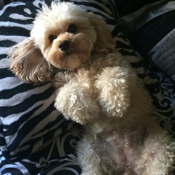 Lambson's Kennel's - My Lucy will be five in April she is such a joy! - Pet Stores Near Me - Sandusky, Michigan Lambson's Kennel's - My Lucy will be five in April she is such a joy! - Pet Stores Near Me - Sandusky, Michigan