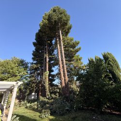 A J Tree Service