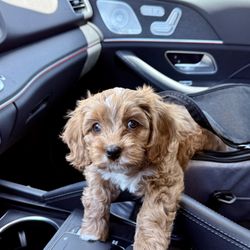 Adored Poodles & Doodles