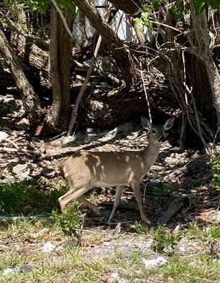 National Key Deer Refuge Nature Center by null