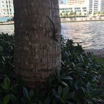 Bayfront Park - Parks Near Me - Miami, Florida Bayfront Park - Parks Near Me - Miami, Florida